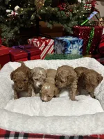 Maltipoo males, a male Maltipoo for sale in Atlanta, GA – Photo 2 of 8