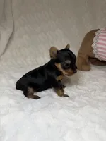 Tiny’s Yorkie litter pup 1, a male Yorkshire Terrier for sale in Atlanta, GA – 2 of 4