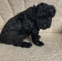 Cavapoo male 3 , a male Cavapoo for sale in Atlanta, GA – 3 of 6