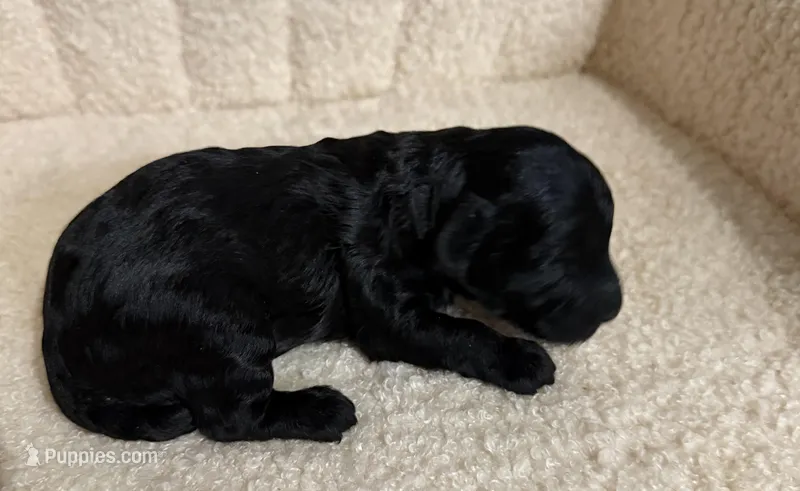 Cavapoo male 3  – Cavapoo puppy for sale in Atlanta, GA