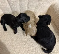 Cavapoo male 3 , a male Cavapoo for sale in Atlanta, GA – Photo 2 of 3