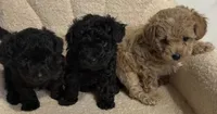Cavapoo male 3 , a male Cavapoo for sale in Atlanta, GA – 2 of 6