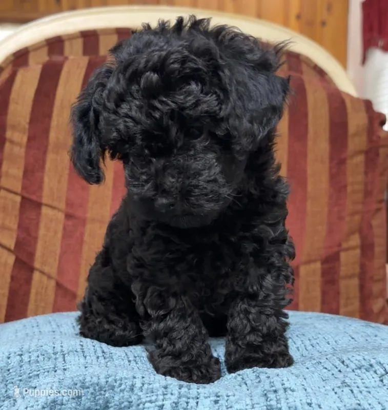 Cavapoo male 3  – Cavapoo puppy for sale in Atlanta, GA
