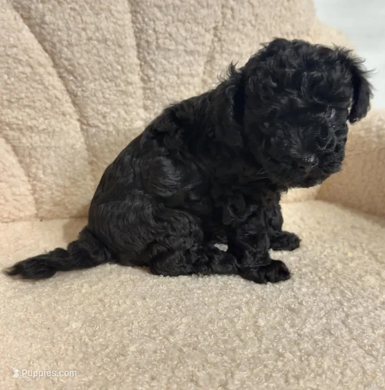 Cavapoo male 3  – Cavapoo puppy for sale in Atlanta, GA