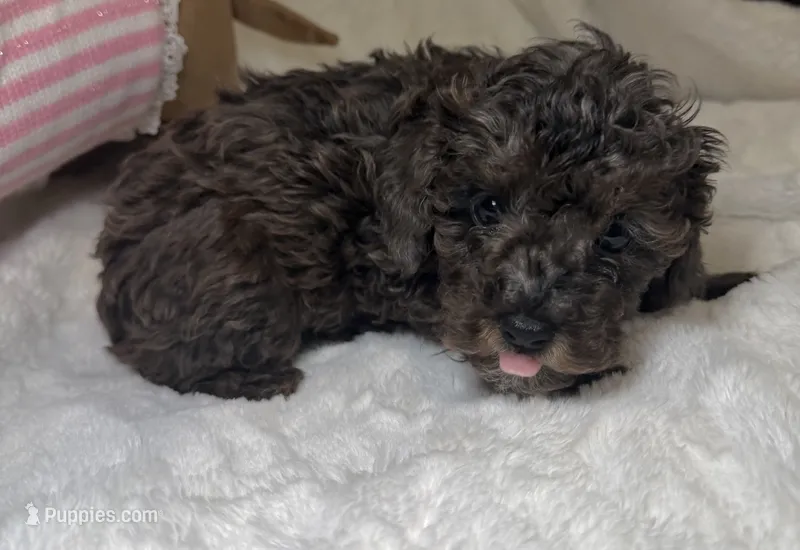 Poodle merle/ mix female  – Poodle - Toy  puppy for sale in Atlanta, GA