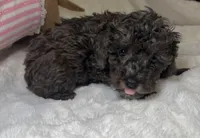 Poodle merle/ mix female , a female Poodle - Toy  for sale in Atlanta, GA – 1 of 8