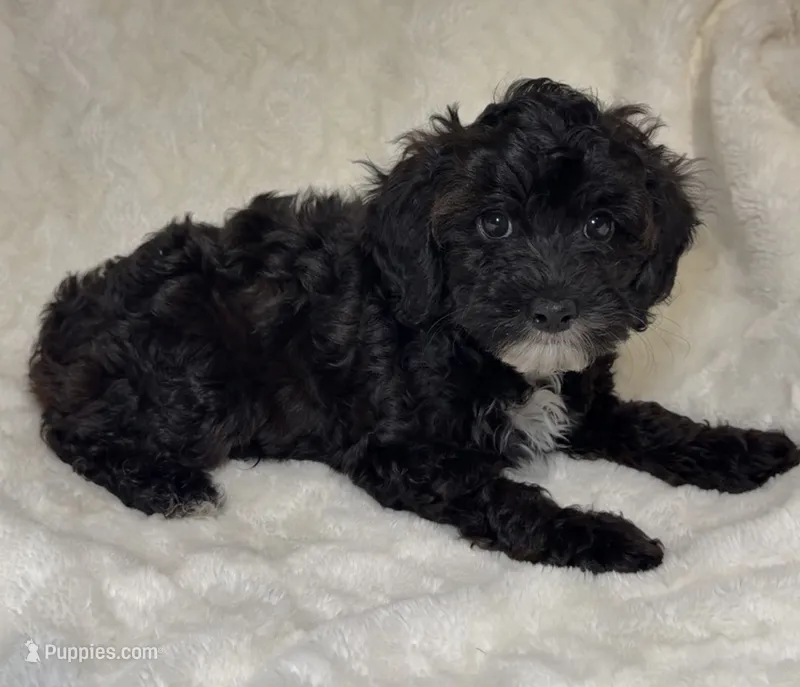Cavapoo male 2..black & white markings  – Cavapoo puppy for sale in Atlanta, GA