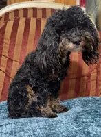 Dallas, a male Cavapoo for sale in Atlanta, GA – 3 of 7