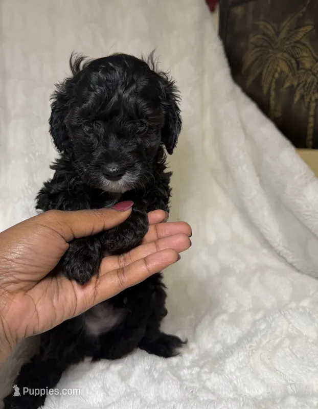 Cavapoo male 2..black & white markings  – Cavapoo puppy for sale in Atlanta, GA