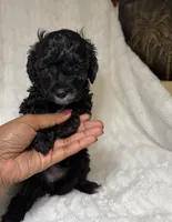 Cavapoo male 2..black & white markings , a male Cavapoo for sale in Atlanta, GA – 1 of 6