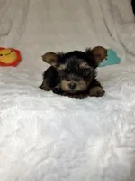 Daisy’s Yorkie litter Male , a male Yorkshire Terrier for sale in Atlanta, GA – 1 of 3