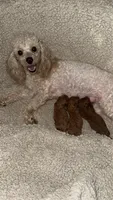 Ella’s poodles females, a female Poodle - Toy  for sale in Atlanta, GA – Photo 5 of 5