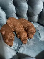 Ella’s poodles females, a female Poodle - Toy  for sale in Atlanta, GA – Photo 2 of 5