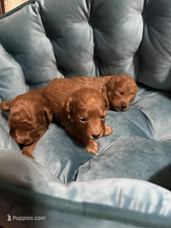 Ella’s poodles females, a female Poodle - Toy  for sale in Atlanta, GA – Photo 1 of 5