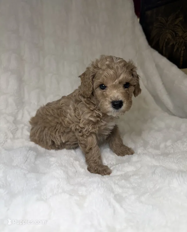Poodle cream male  – Poodle - Toy  puppy for sale in Atlanta, GA