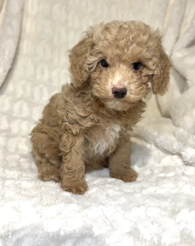 Nova’s Poodle’s cream female – Poodle - Toy  puppy for sale in Atlanta, GA