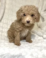 Female Poodle cream , a female Poodle - Toy  for sale in Atlanta, GA – 1 of 10