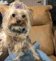 Abby, a female Yorkshire Terrier for sale in Atlanta, GA – Photo 2 of 4