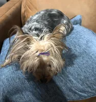 Abby, a female Yorkshire Terrier for sale in Atlanta, GA – Photo 3 of 4