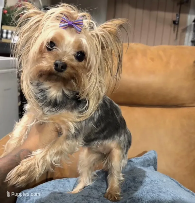 Abby – Yorkshire Terrier puppy for sale in Atlanta, GA