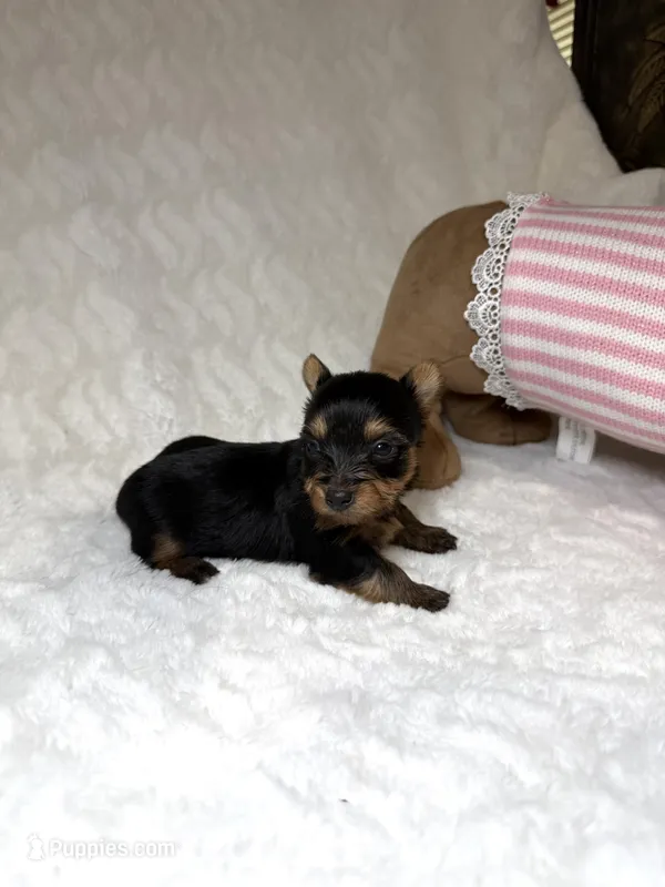 Tiny’s Yorkie litter pup 3 – Yorkshire Terrier puppy for sale in Atlanta, GA