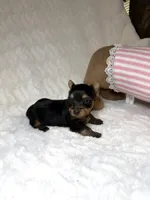 Tiny’s Yorkie litter pup 3, a male Yorkshire Terrier for sale in Atlanta, GA – 1 of 3