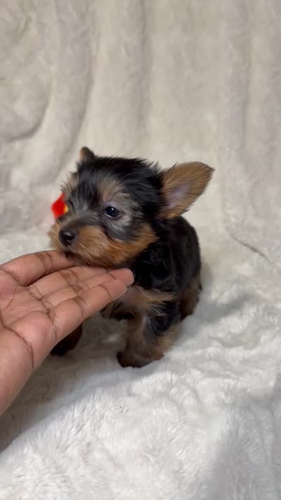 Tiny’s Yorkie litter Male, a male Yorkshire Terrier for sale in Atlanta, GA – 2 of 4