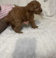Ella’s poodle female 1, a female Poodle - Toy  for sale in Atlanta, GA – 3 of 6