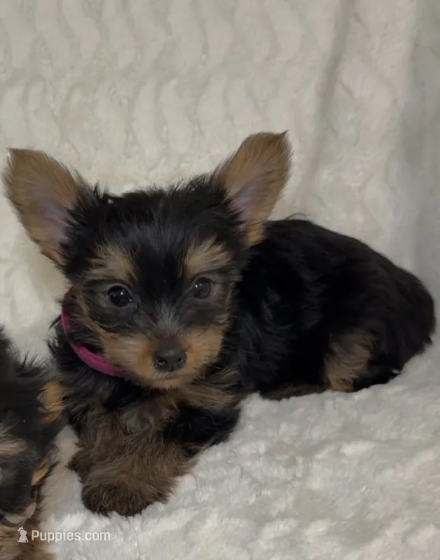 Tiny’s Yorkie litter female  – Yorkshire Terrier puppy for sale in Atlanta, GA