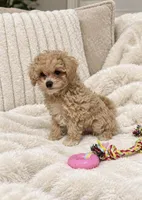 Maltipoo female, a female Maltipoo and Poodle - Toy  for sale in Atlanta, GA – 1 of 6