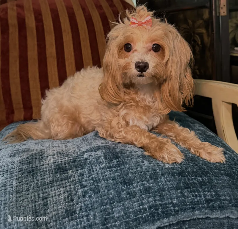 Layla – Maltipoo puppy for sale in Atlanta, GA