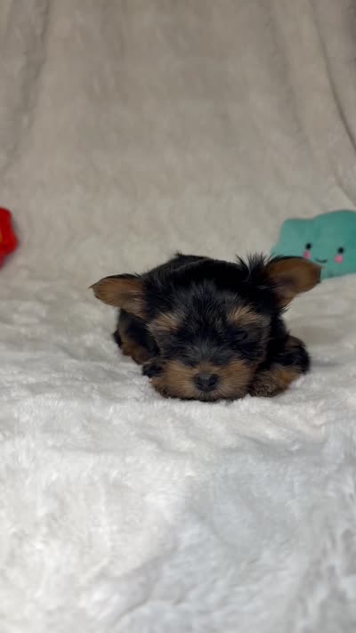 Daisy’s Yorkie litter Male , a male Yorkshire Terrier for sale in Atlanta, GA – 3 of 3