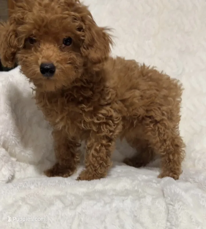 Male toy poodle red  – Poodle - Toy  puppy for sale in Atlanta, GA