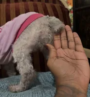 Holly, a female Poodle - Toy  for sale in Atlanta, GA – 3 of 3