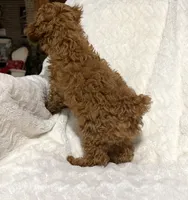 Male toy poodle red , a male Poodle - Toy  for sale in Atlanta, GA – 2 of 10