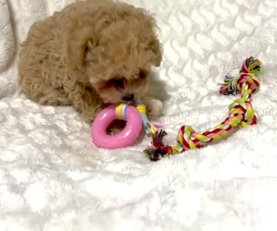 Maltipoo female, a female Maltipoo and Poodle - Toy  for sale in Atlanta, GA – 2 of 6