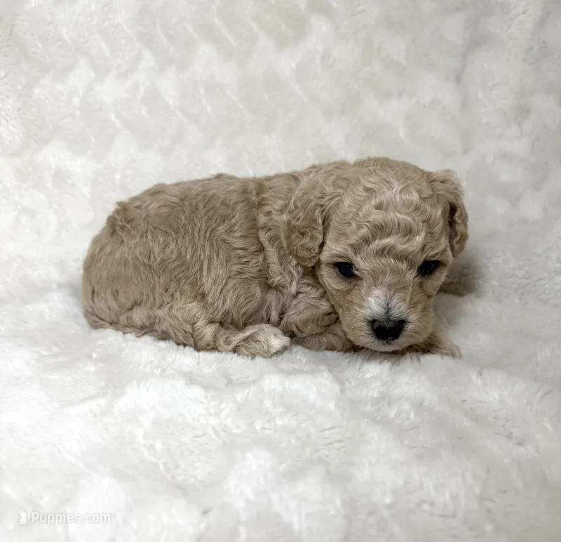 Maltipoo male 1  – Maltipoo, Poodle - Toy  puppy for sale in Atlanta, GA