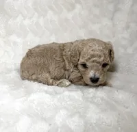 Maltipoo male 1 , a male Maltipoo and Poodle - Toy  for sale in Atlanta, GA – 1 of 3