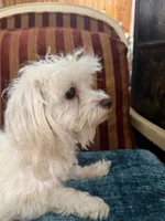 Buddy, a male Maltese for sale in Atlanta, GA – 3 of 3