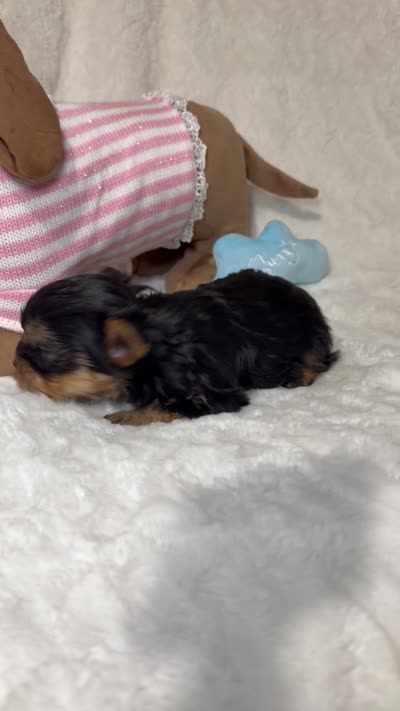 Daisy’s Yorkie litter female 2, a female Yorkshire Terrier for sale in Atlanta, GA – 2 of 4