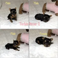 Tiny’s Yorkie litter pup 1, a male Yorkshire Terrier for sale in Atlanta, GA – 3 of 4