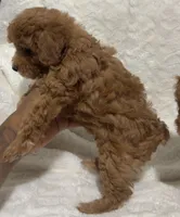 Ella’s red poodle female 2, a female Poodle - Toy  for sale in Atlanta, GA – 4 of 8