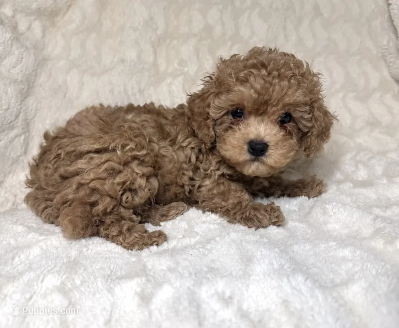 Maltipoo female 2 *on hold  – Maltipoo, Poodle - Toy  puppy for sale in Atlanta, GA