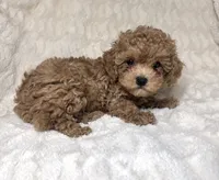 Maltipoo female 2 *on hold , a female Maltipoo and Poodle - Toy  for sale in Atlanta, GA – 1 of 4