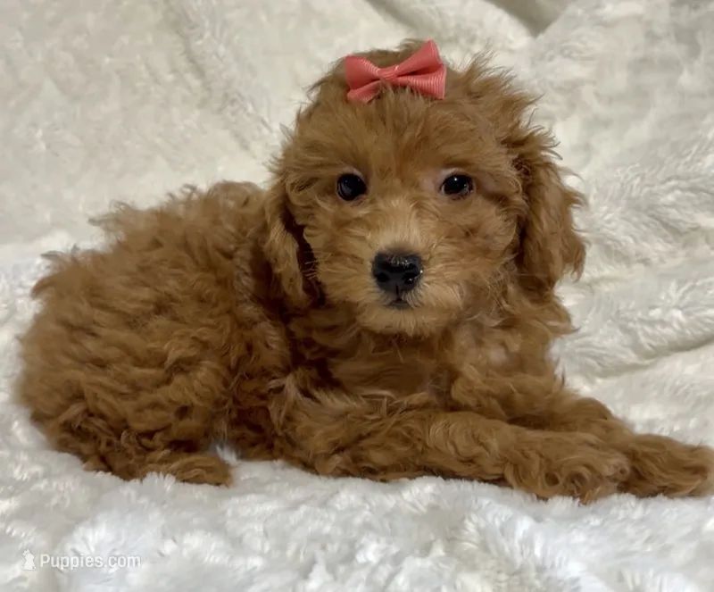 Stella  – Poodle - Toy  puppy for sale in Atlanta, GA