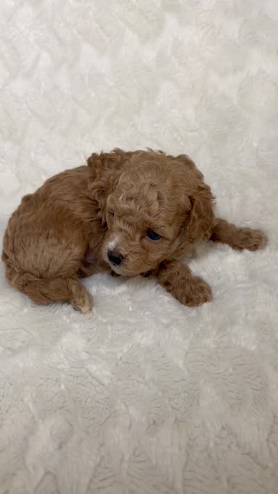 Maltipoo male 2, a male Maltipoo and Poodle - Toy  for sale in Atlanta, GA – 2 of 3
