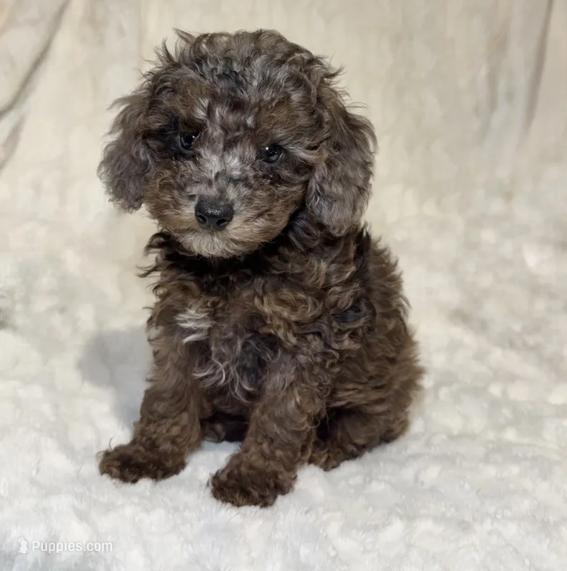 Nova’s Poodle’s merle/ mix female  – Poodle - Toy  puppy for sale in Atlanta, GA