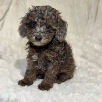 Nova’s Poodle’s mix female , a female Poodle - Toy  for sale in Atlanta, GA – 1 of 8