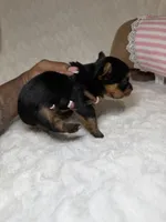 Tiny’s Yorkie litter pup 3, a male Yorkshire Terrier for sale in Atlanta, GA – 3 of 3