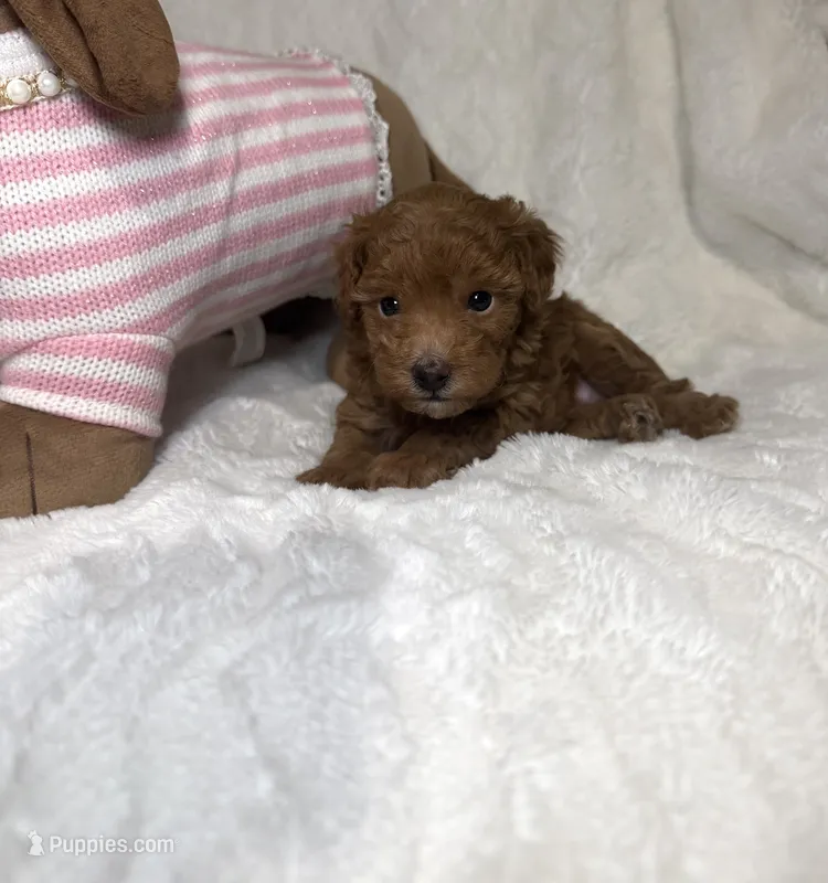 Ella’s poodle female 2 – Poodle - Toy  puppy for sale in Atlanta, GA